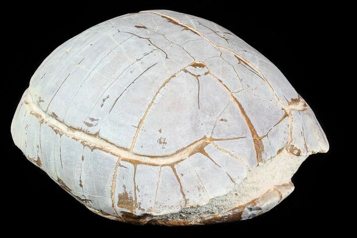 Inflated, Fossil Tortoise (Stylemys) - South Dakota #77801